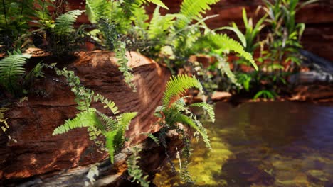 tropical-golden-pond-with-rocks-and-green-plants